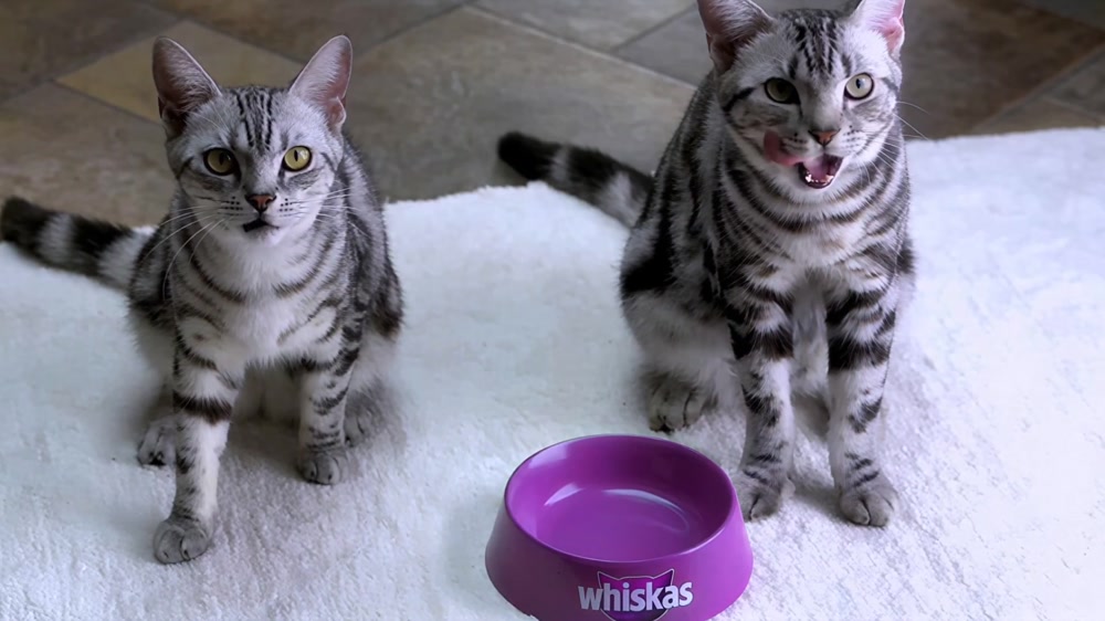 Whiskas - Magic Moment